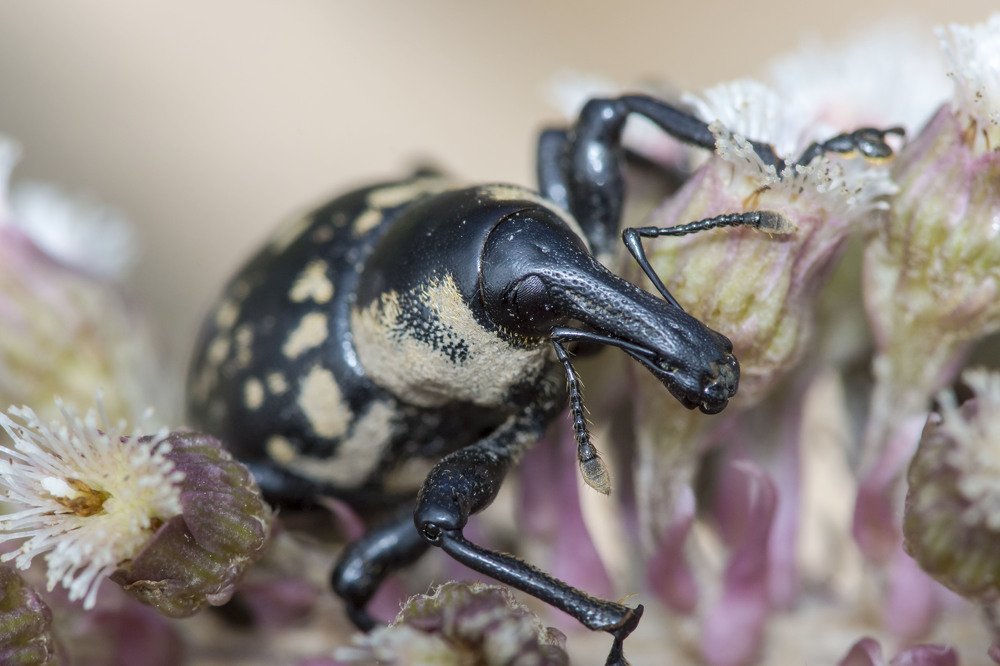 Photograph by Олесь