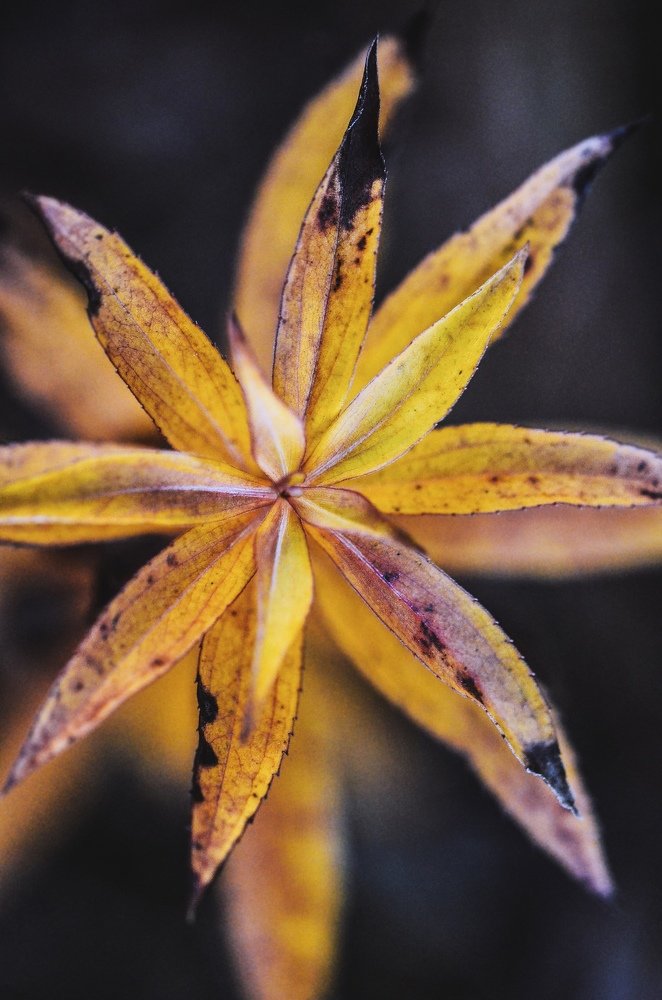 Неземное Растение