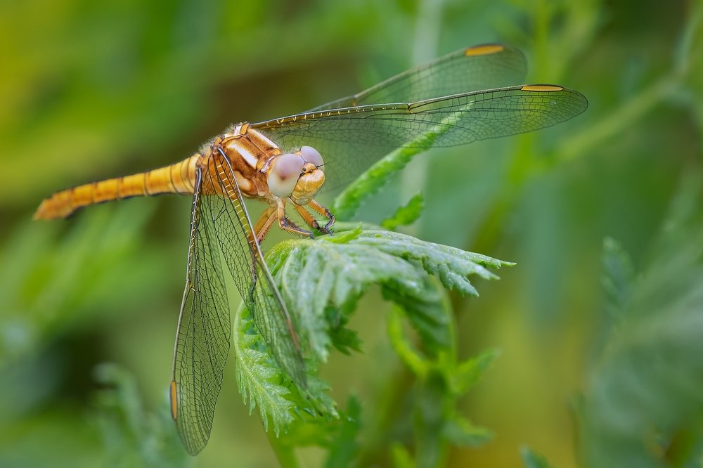 Female Keeled Skimmer