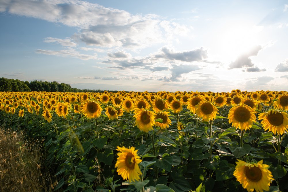 Русское поле