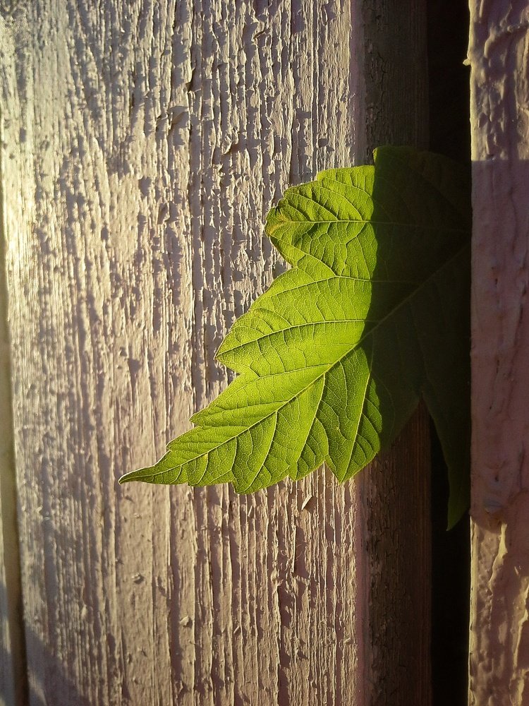 Photograph by Людмила М