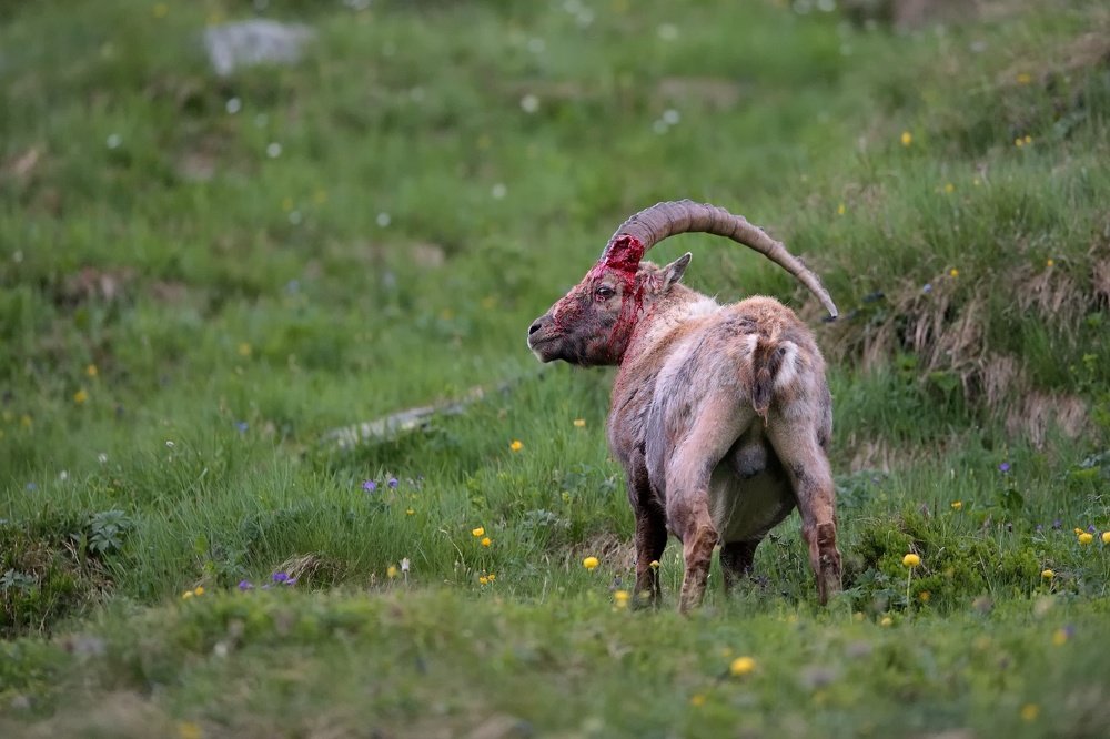 King of the Alps lost the crown