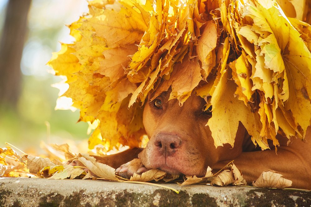 золотая корона