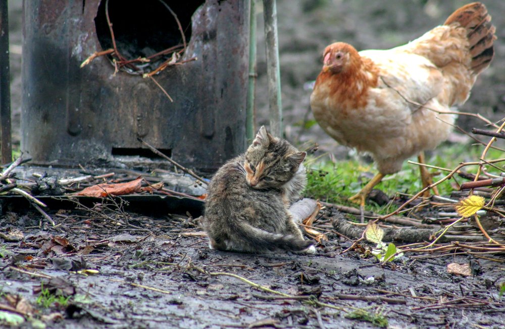 Photograph by Богдан Бигун