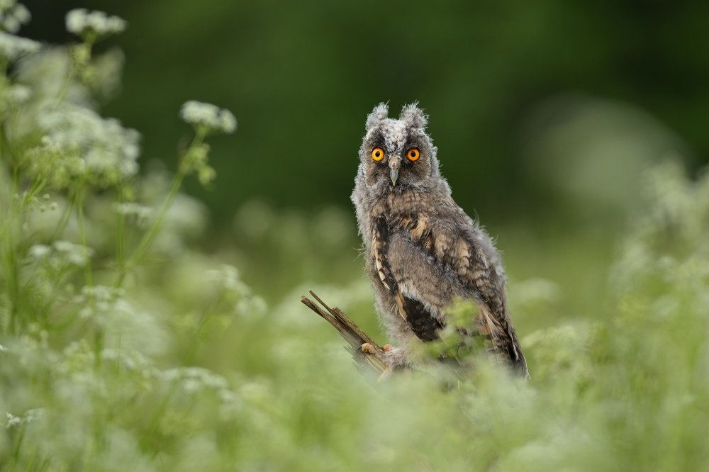 Long-eared owl juv.