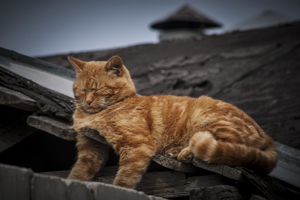 Утомленный солнцем