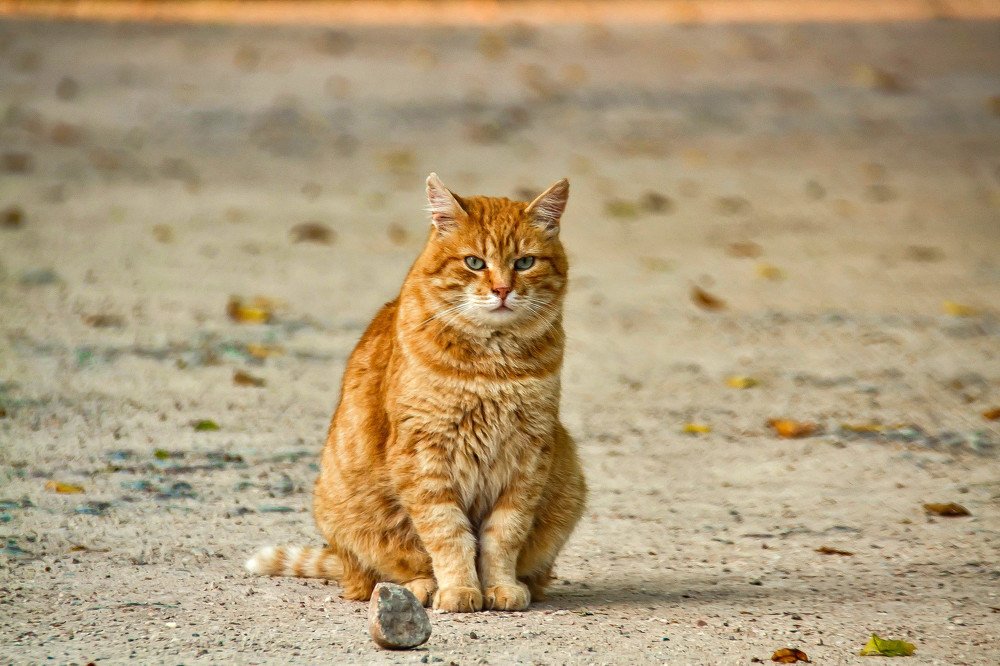 Photograph by Елена Боржковская