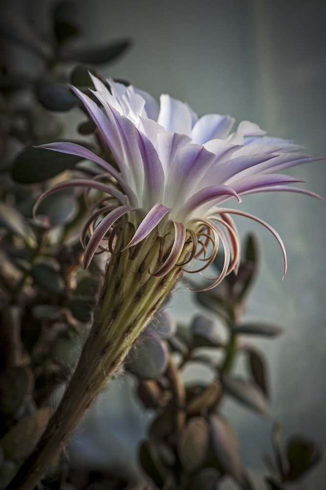 Кактус расцвел