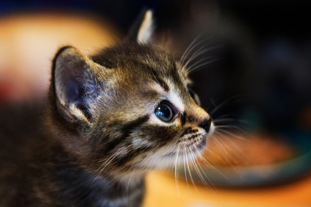 Фотография автора Гудкова Светлана