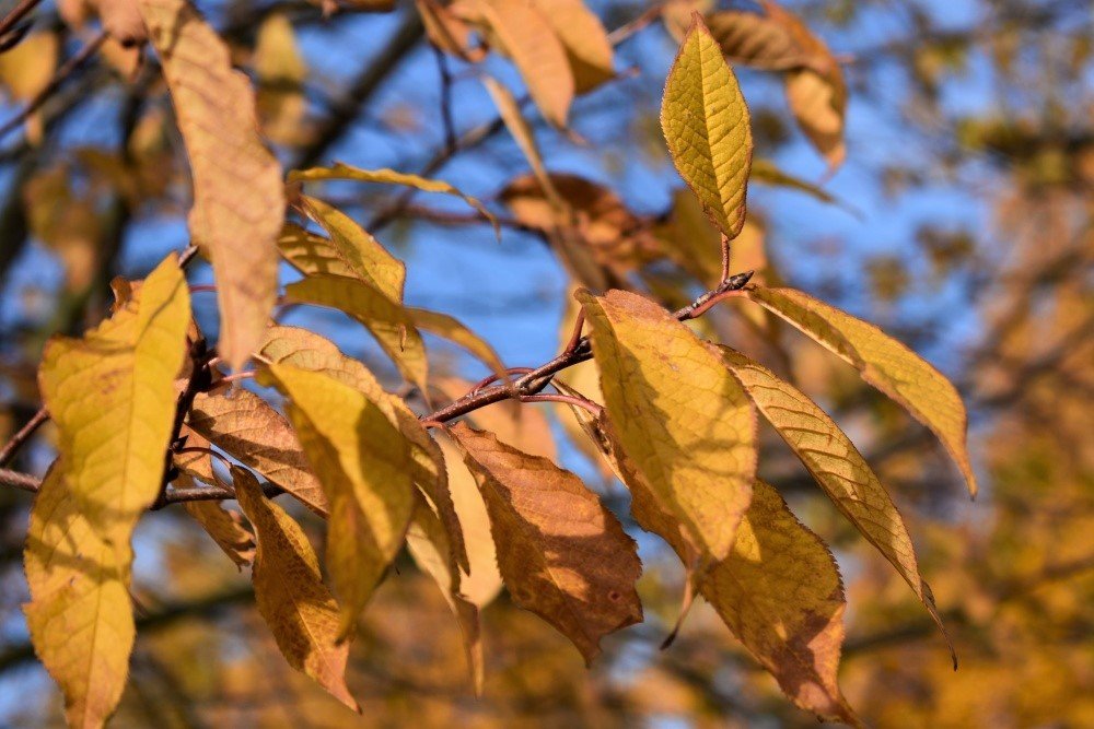 Жёлтые листья.