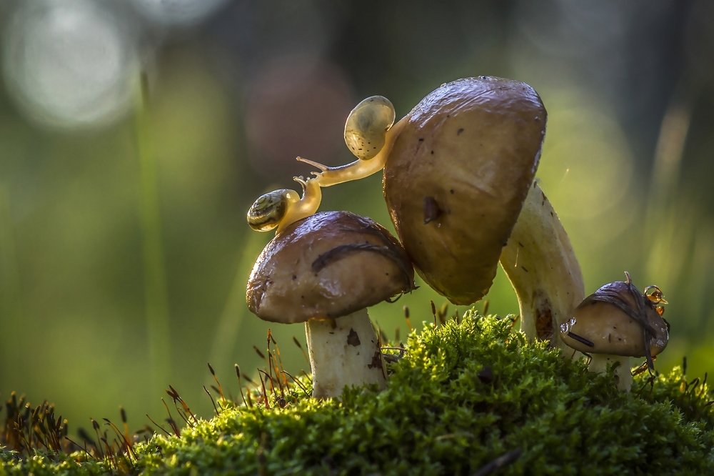 Поцелуй, что душу рвет аккордами звеня...