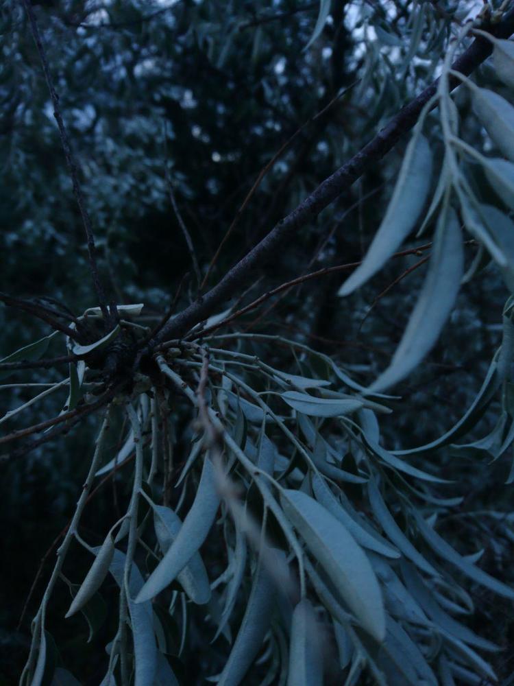 Photograph by Татьяна Савченко