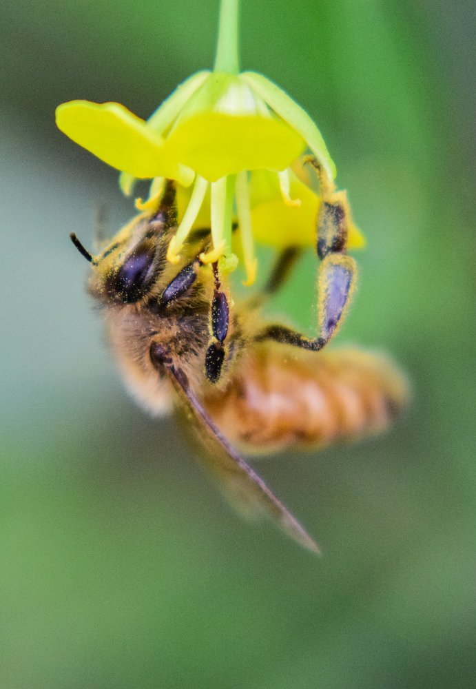 Honey bee