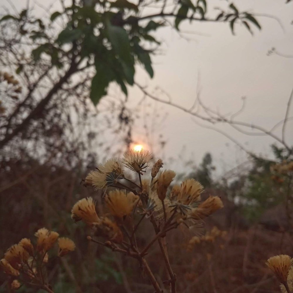 Flowery Sunset