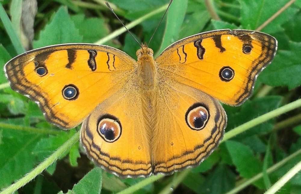 Butterfly