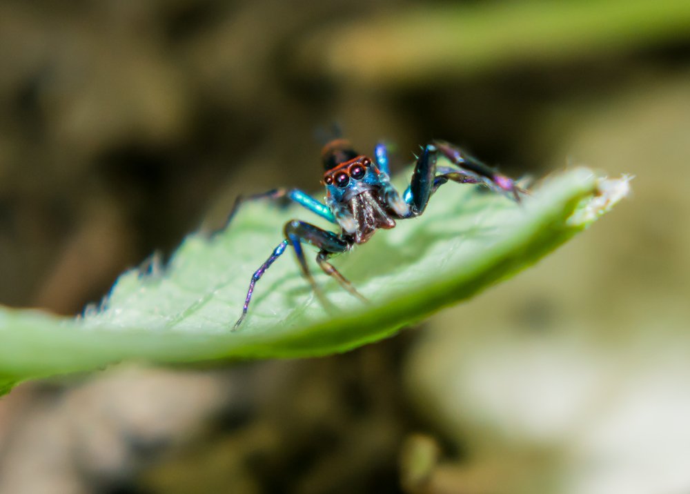 Spidy
