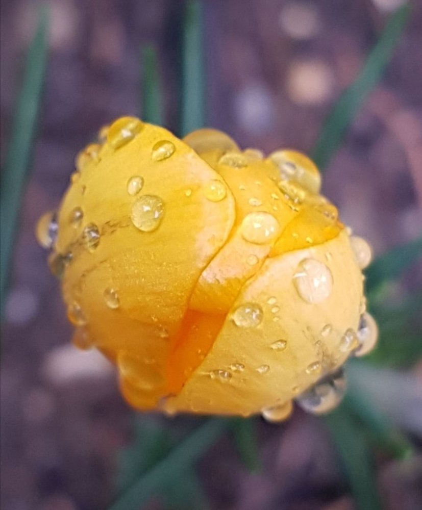 Rain