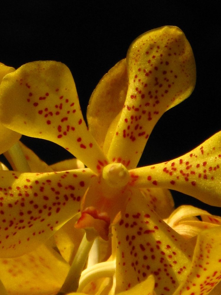Yellow Orchid