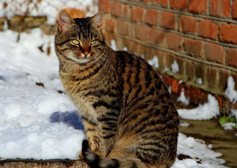 Окрас имеет значение
