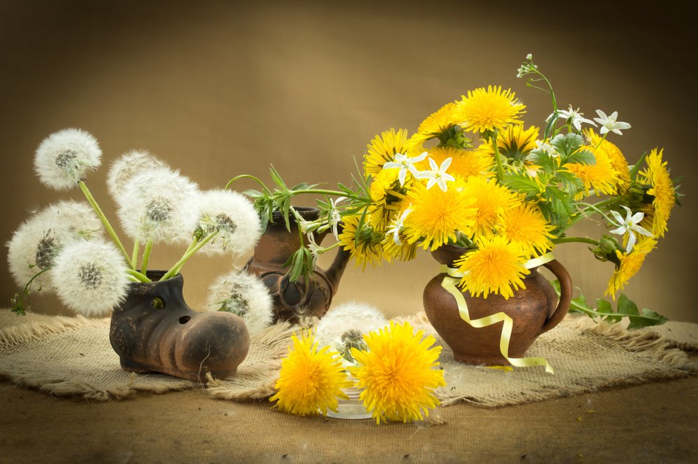 Одуванчики