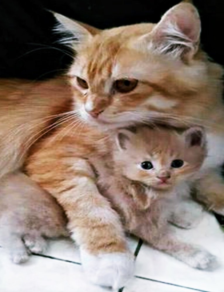 Mačka sa svojim  mačetom