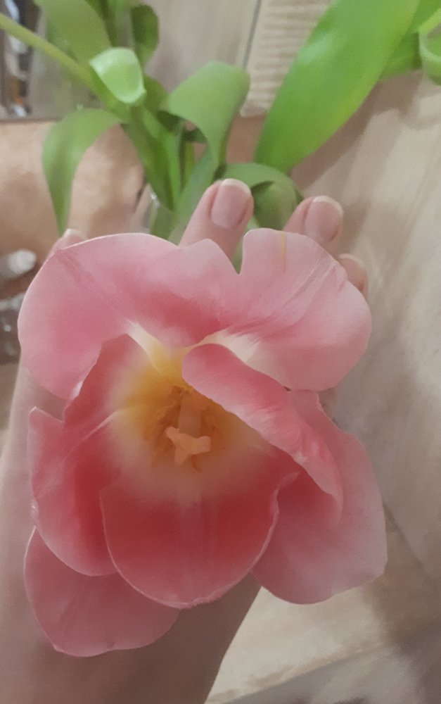 Нежный тюльпан