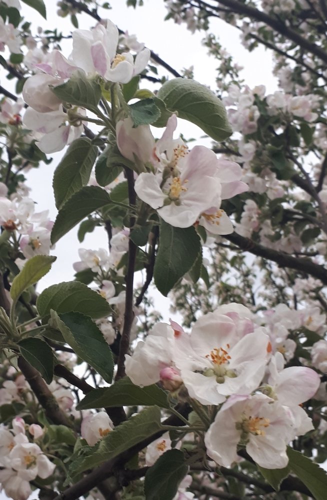 Цветы цветы