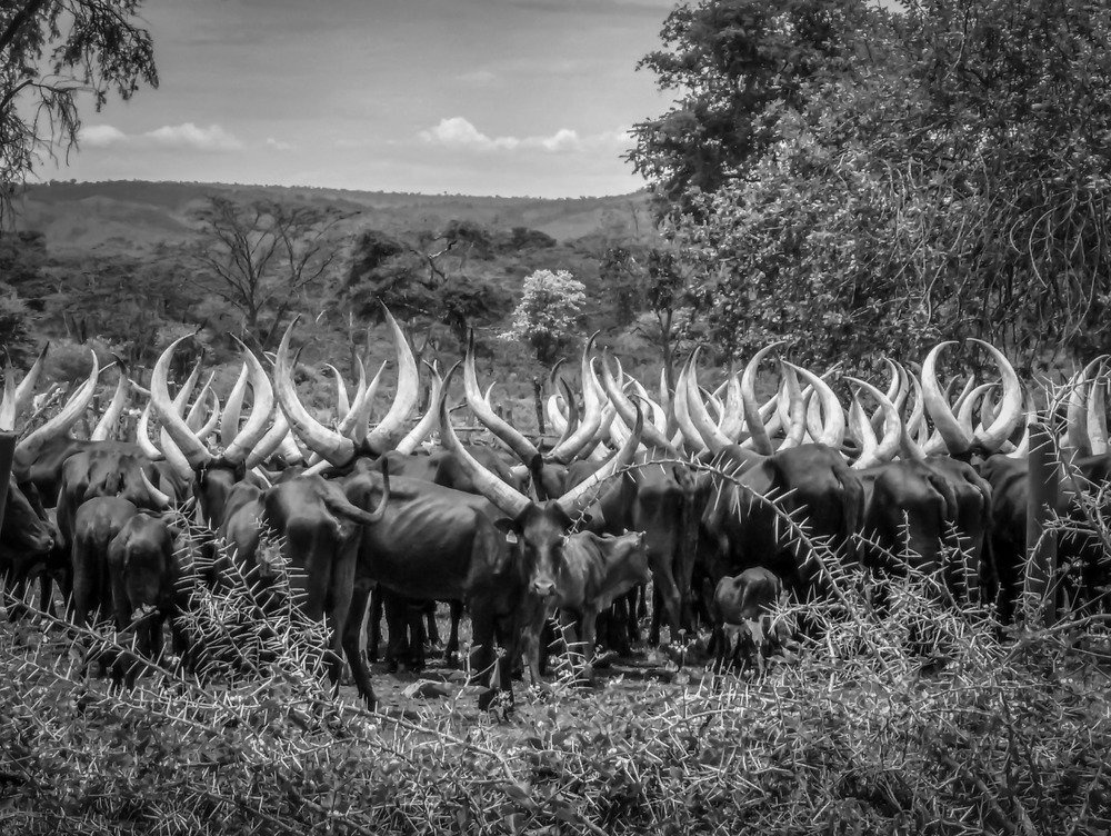Horns and Thorns