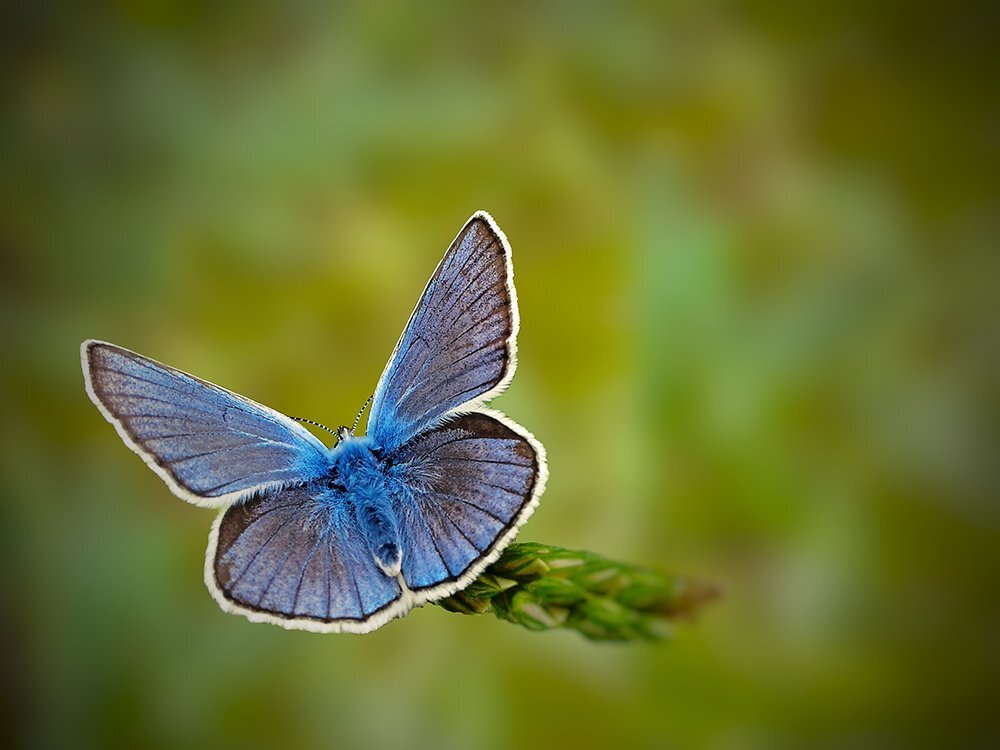 Blue beauty