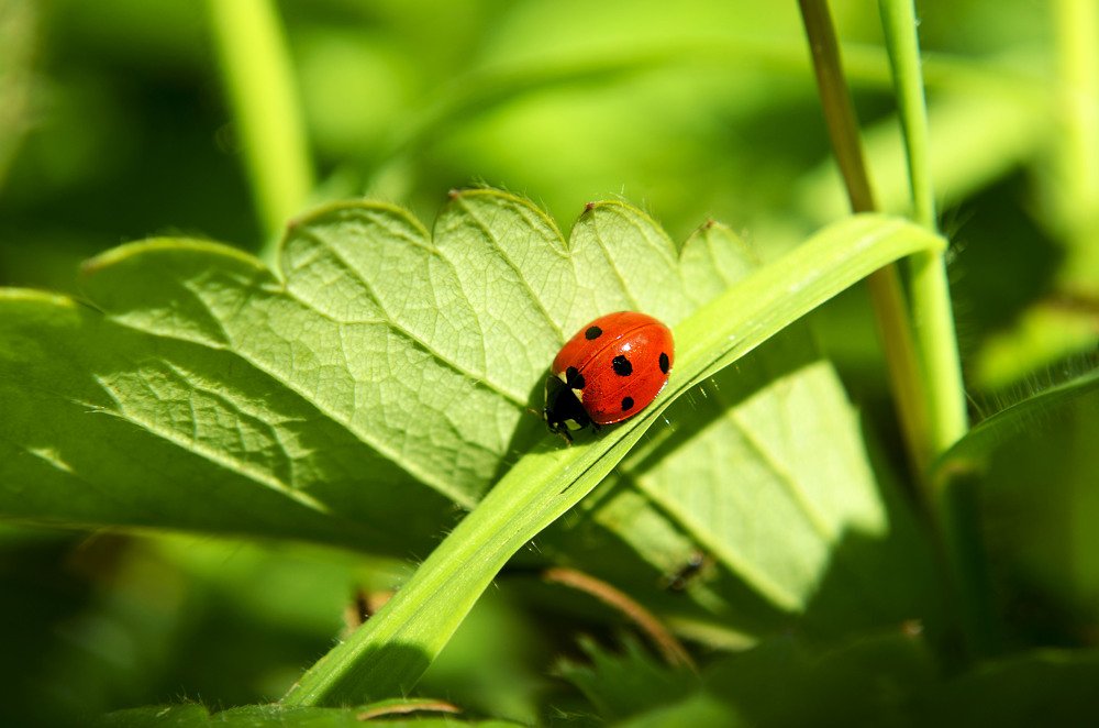 Маленькое сокровище