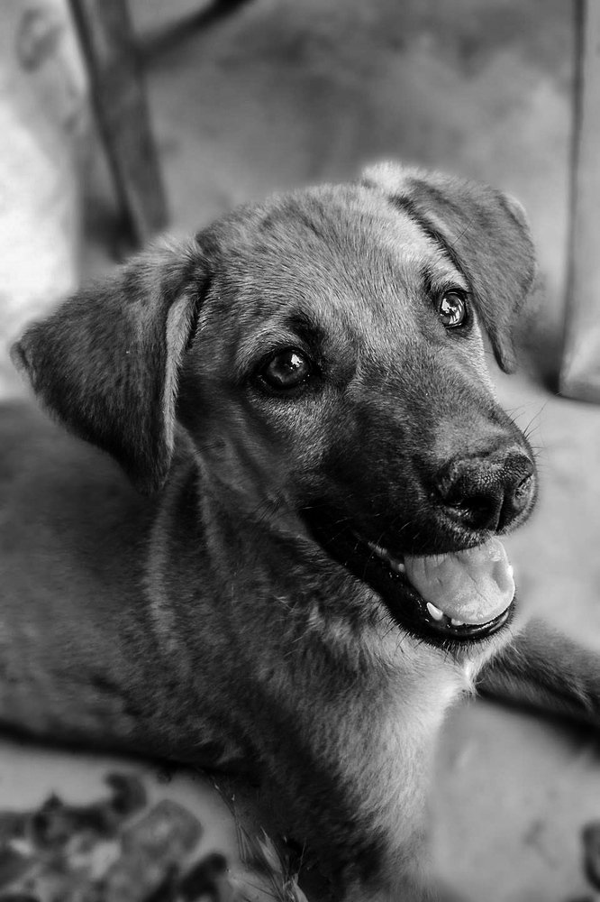 Dog with a hope