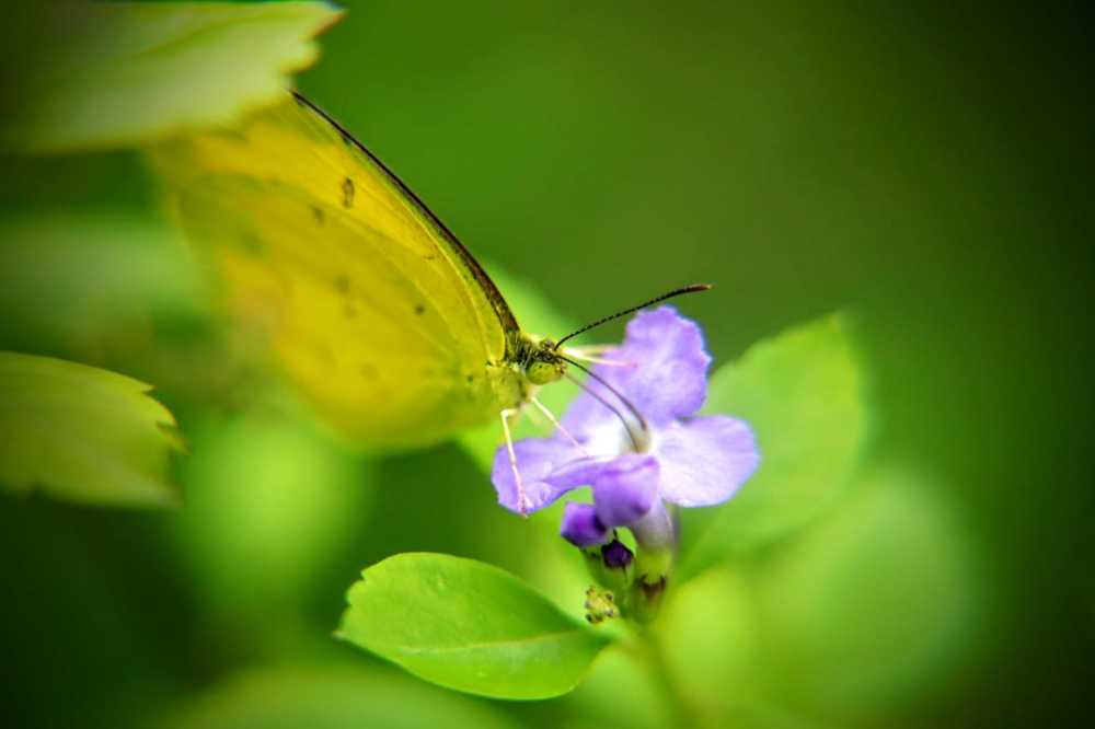 Take time to be a butterfly
