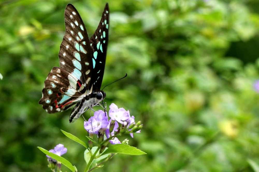 Take time to be a butterfly