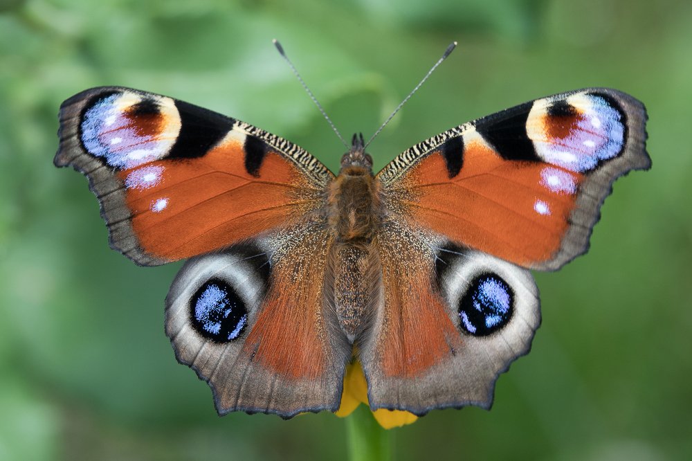 Та самая бабочка