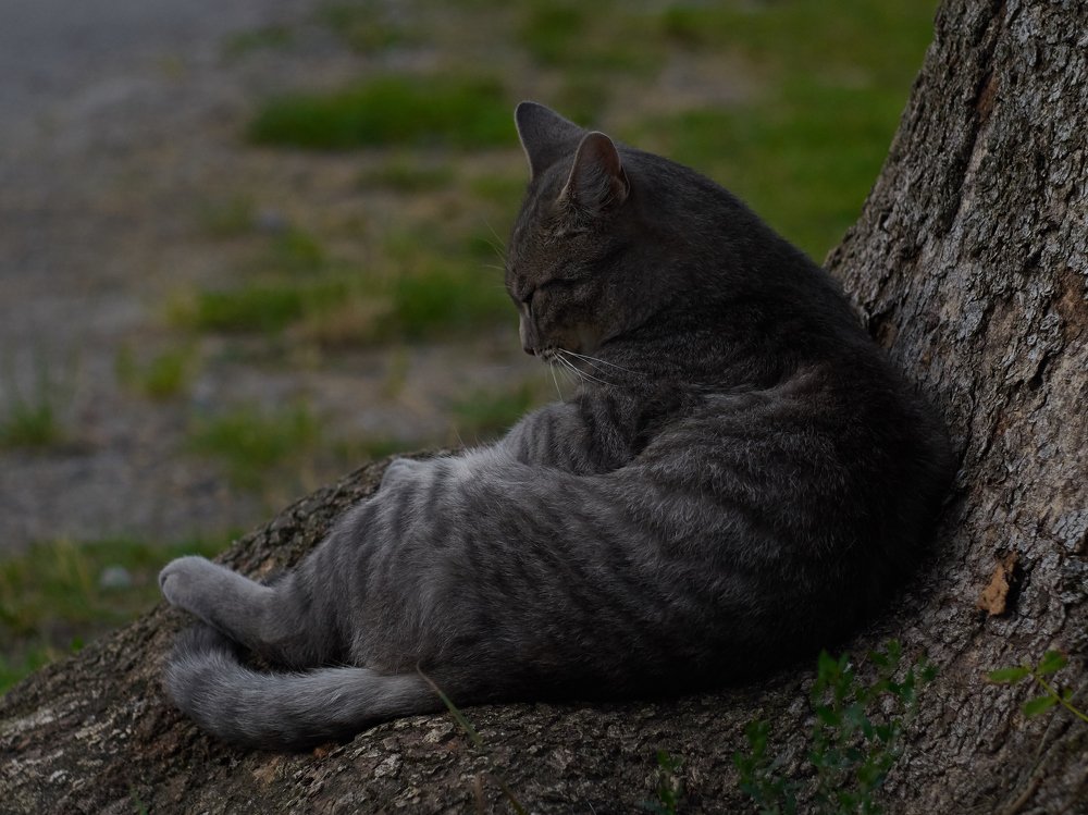 The wise cat of the forest