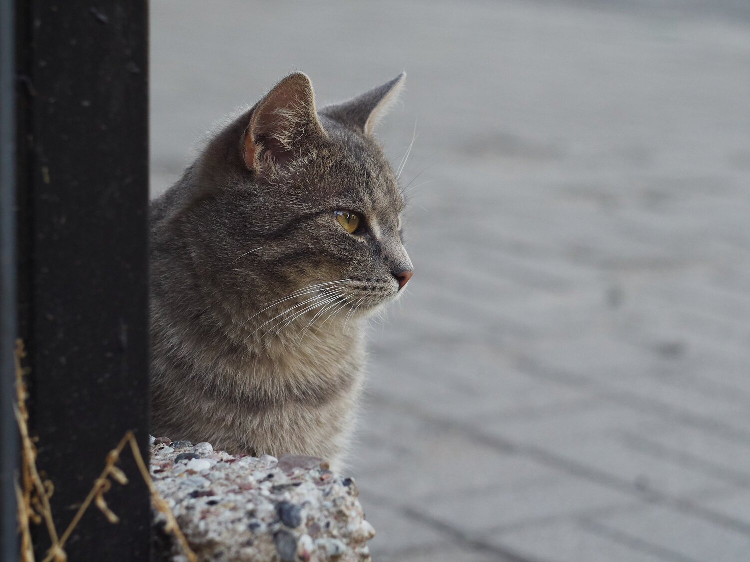 The Watcher