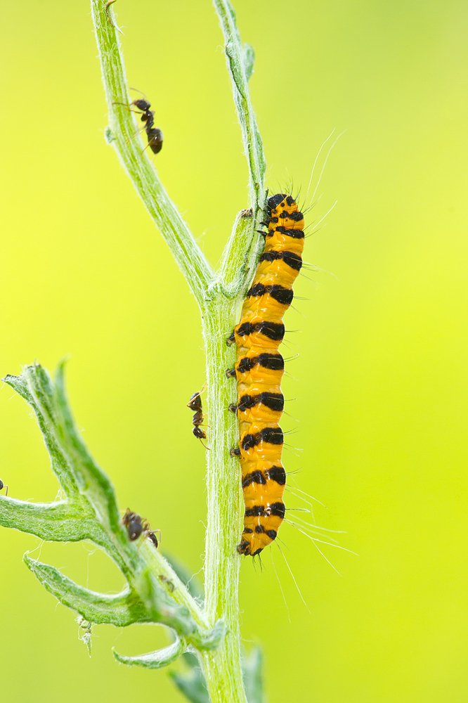 В полосочку