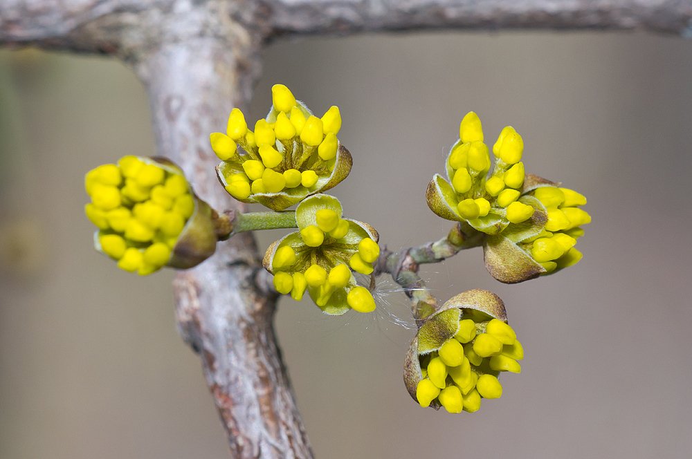 Кизил зацветает