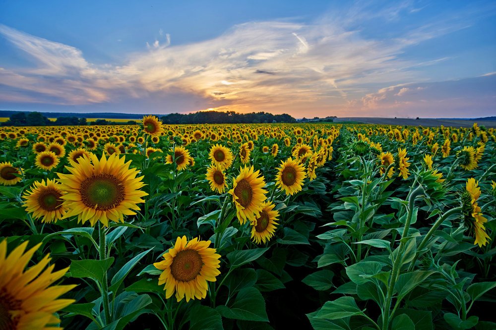 Sunflower field