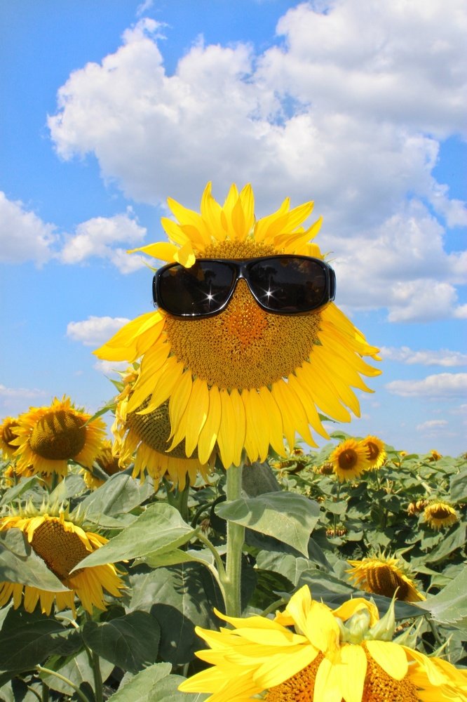 На жёлтом море