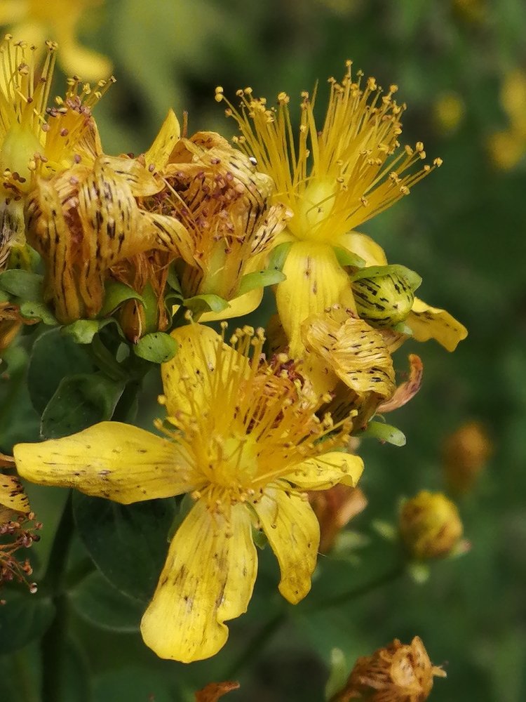 Цветущий зверобой