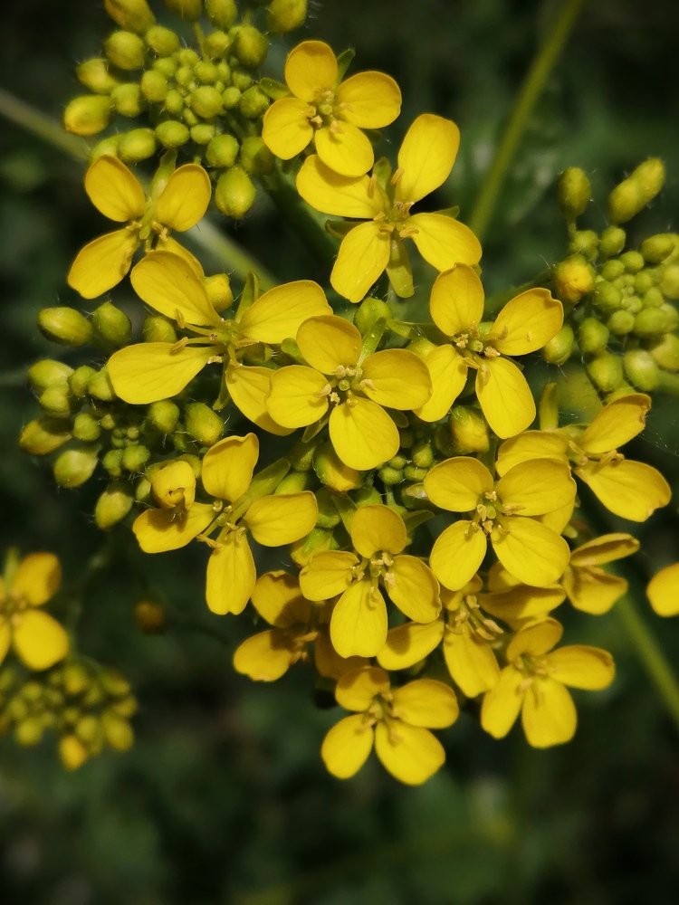 Цветущая сурепка