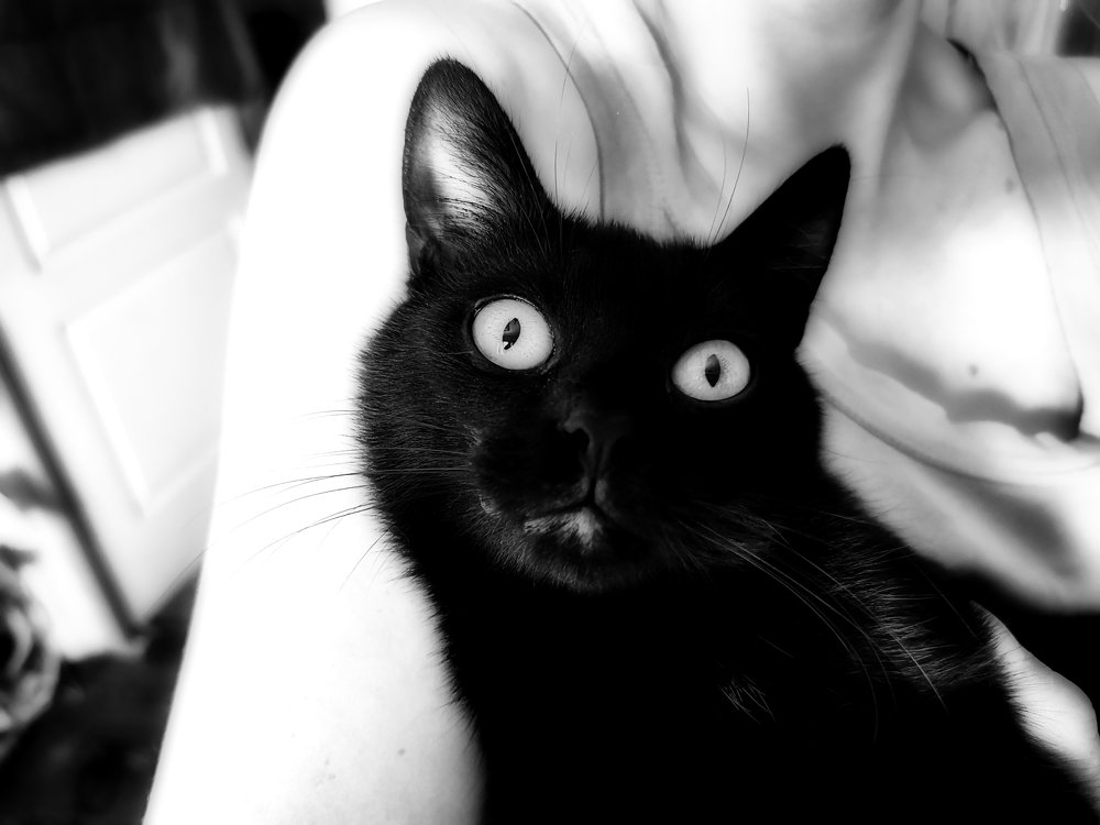 PUG - HDR - B&W - SL