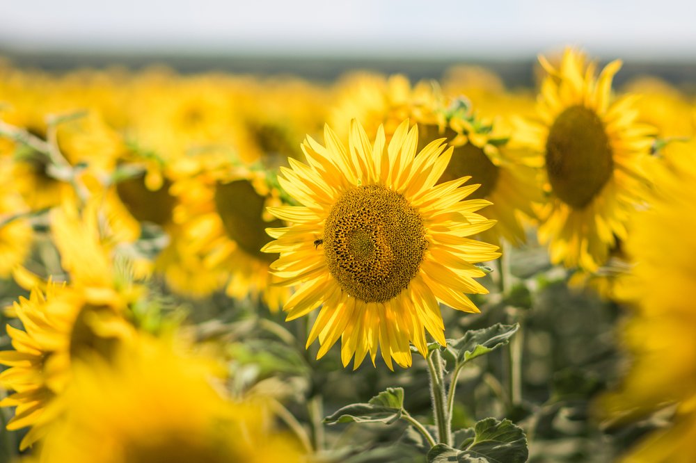 Photograph by Alisa Black