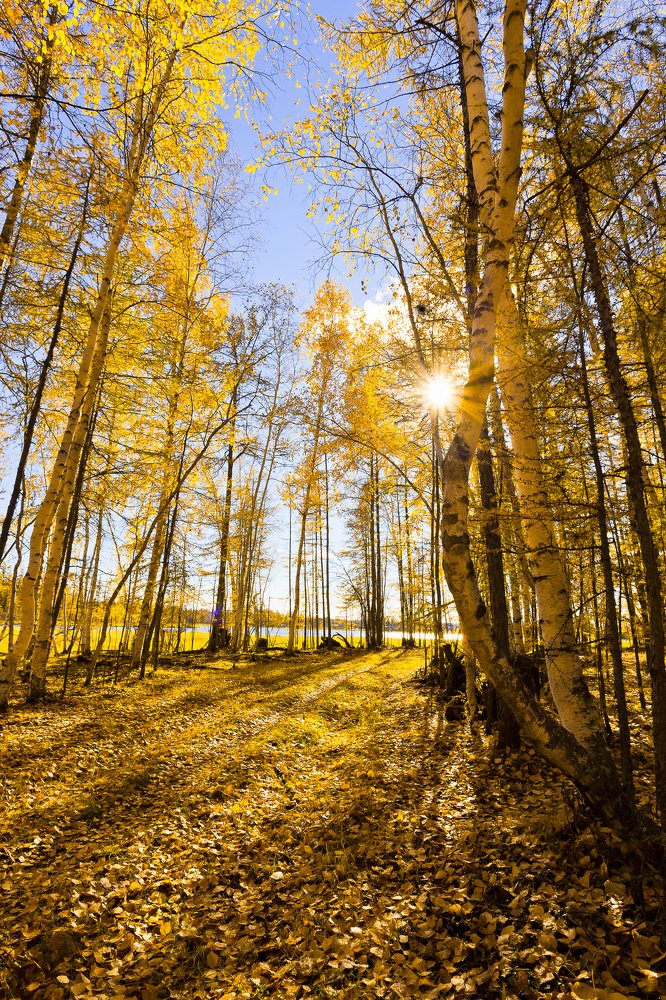 Осенний день