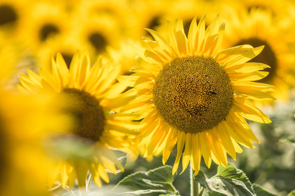 Photograph by Alisa Black