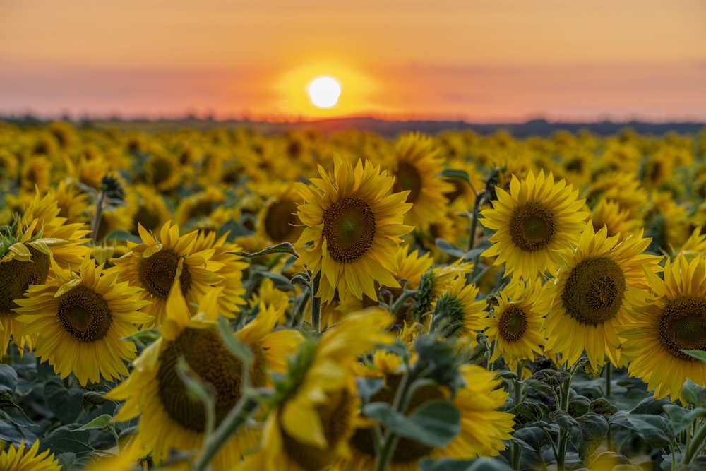 Photograph by Игорь Кляхин