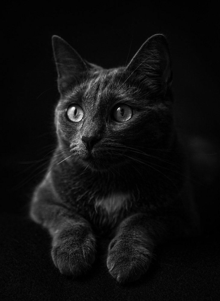 Кото-портрет .