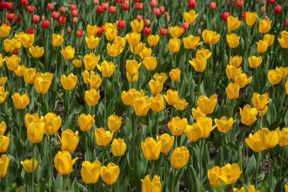 Желтые тюльпаны.