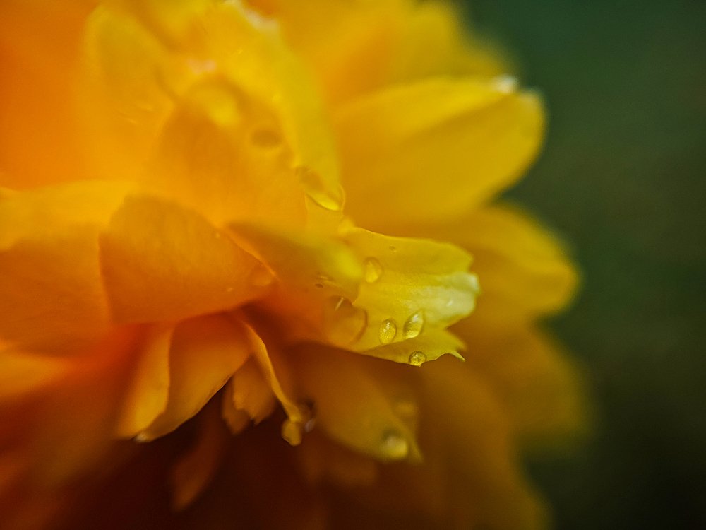 Sargavirag vizcseppel - HDR - SL - SuperMacro